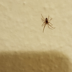 Steatoda triangulosa