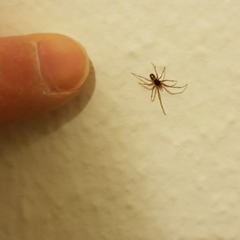 Steatoda triangulosa