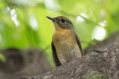 Large Blue Flycatcher photo 3