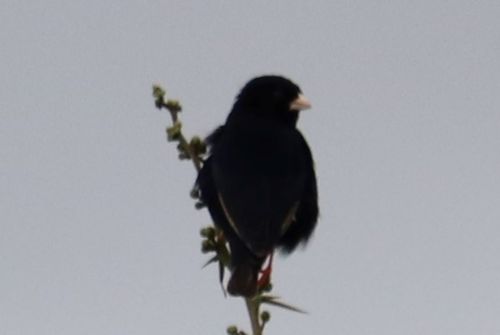 Dusky Indigobird (Vidua funerea), photo 7