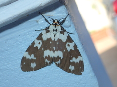 Lymantria atemeles