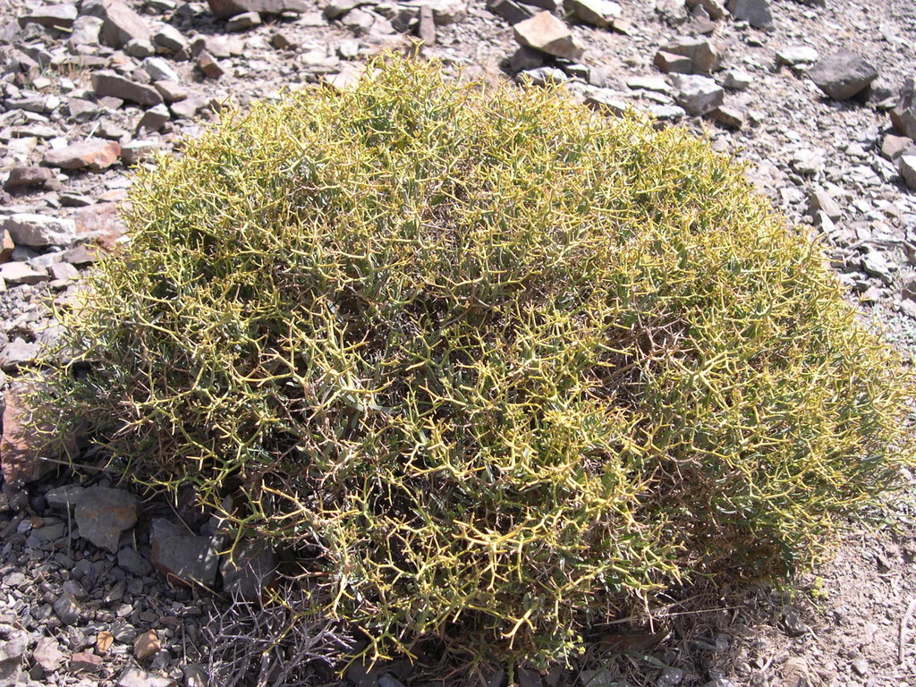 Bupleurum spinosum