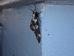 Lymantria atemeles