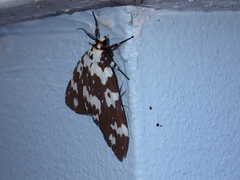 Lymantria atemeles