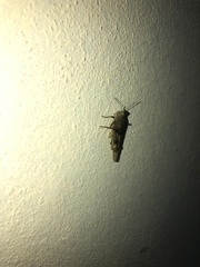 Sphingonotus haitensis