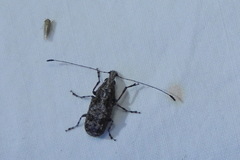Meconemus infuscatus