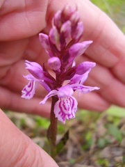 Dactylorhiza maculata maculata