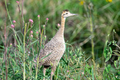 Rhynchotus rufescens