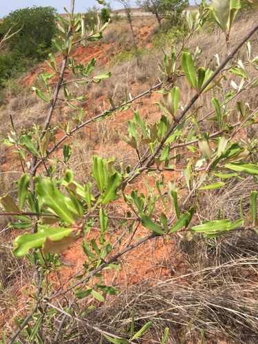 Acridocarpus image