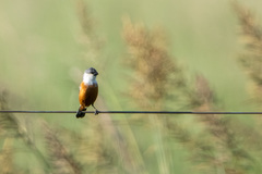 Sporophila palustris