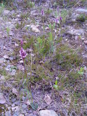 Dactylorhiza maculata maculata