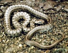 Zamenis hohenackeri