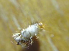 Anthrenus verbasci