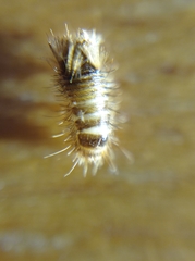 Anthrenus verbasci