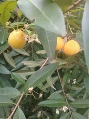 Eugenia pyriformis