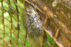Lithobates palustris