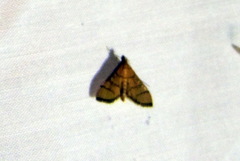 Cnaphalocrocis