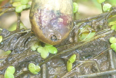 Lithobates palustris