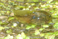 Lithobates palustris