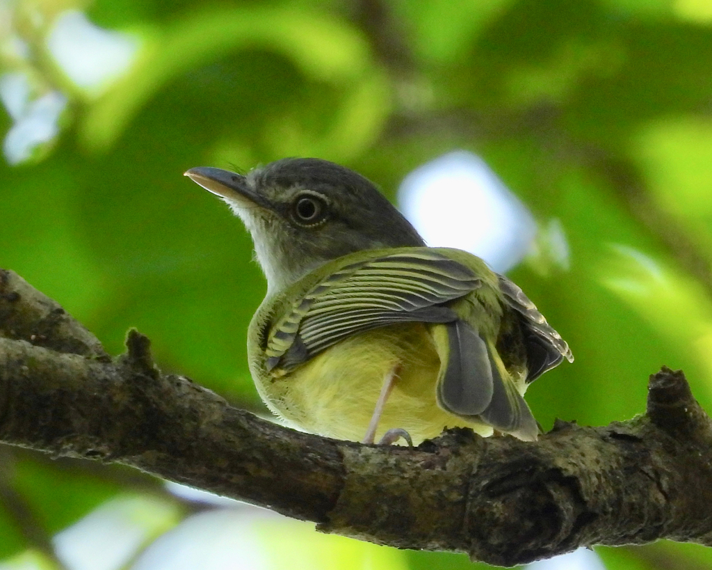Yellow-olive Flatbill