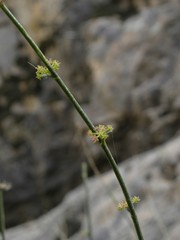 Bupleurum lateriflorum