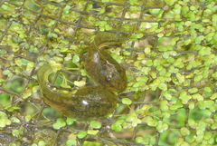 Lithobates palustris