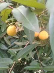 Eugenia pyriformis