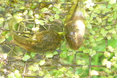 Lithobates palustris