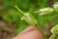 Boechera grahamii