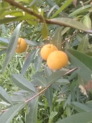 Eugenia pyriformis