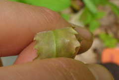 Boechera grahamii
