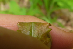 Boechera grahamii