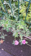 Trifolium pratense