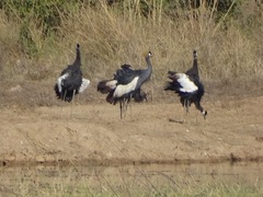 Balearica pavonina pavonina