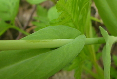 Boechera grahamii