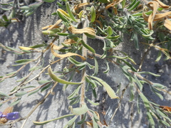 Amellus asteroides asteroides