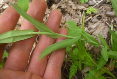 Boechera grahamii