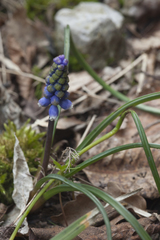 Muscari dolichanthum