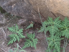 Aleuritopteris argentea