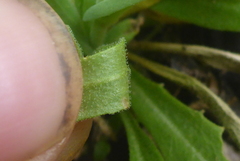 Boechera grahamii