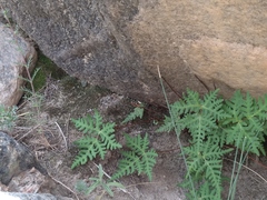 Aleuritopteris argentea