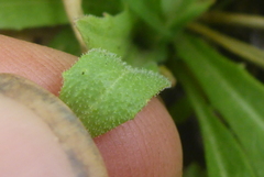 Boechera grahamii