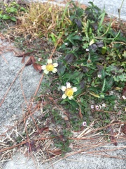Tridax procumbens image
