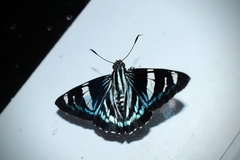 Phocides