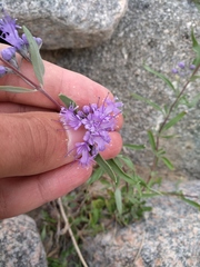 Caryopteris mongholica