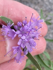 Caryopteris mongholica