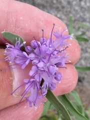 Caryopteris mongholica