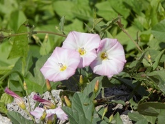 Convolvulus arvensis