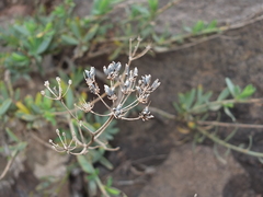 Bupleurum handiense