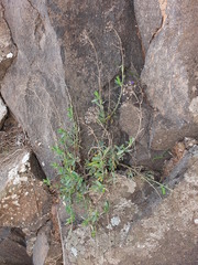 Bupleurum handiense